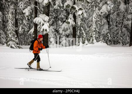 WA23181-00...WASHINGTON - Cross-country skier on groomed ski trail at the summit of Amabilis Mountain in the Wenatchee National Forest. Stock Photo