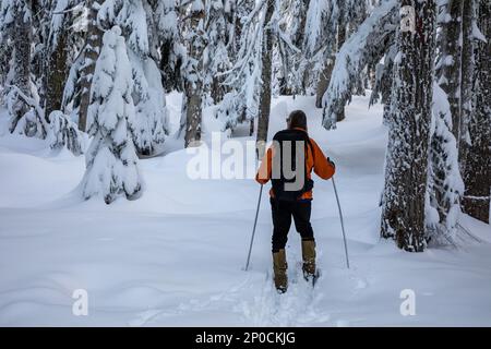 WA23203-00...WASHINGTON - Cross-country skier heading out on an untracked trail through the forest at the summit of Amabilis Mountain. Stock Photo