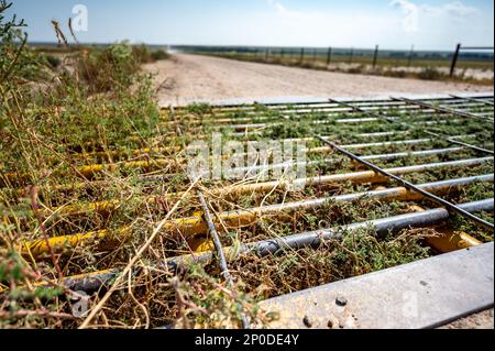 Metal cattle crossing ground gate with weeds growing between Stock Photo