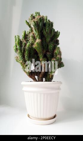Beautiful bushy cactus in a ceramic pot isolated on white. One Cereus Peruvianus Monstrose succulent, a potted houseplant Stock Photo
