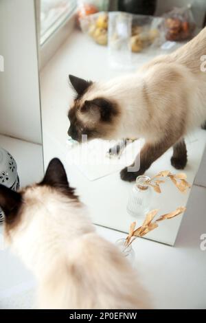 Cute longhair cat walking in front of a mirror. Elegant Balinese breed cat reflection in the home interior Stock Photo