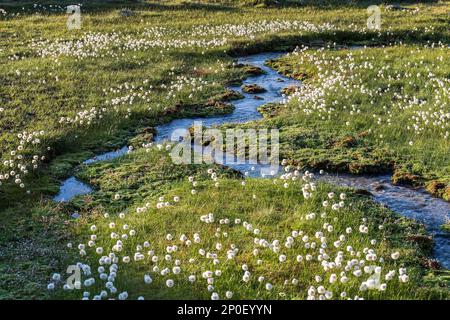 Alpine flora cottongrass (eriophorum) over the Swiss Grimsel Alps in the morning sunrise hours with mountain river and meadow Stock Photo