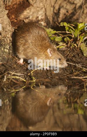 Brown brown rat (Rattus norvegicus), adult, by water, South Norfolk, United Kingdom January Stock Photo