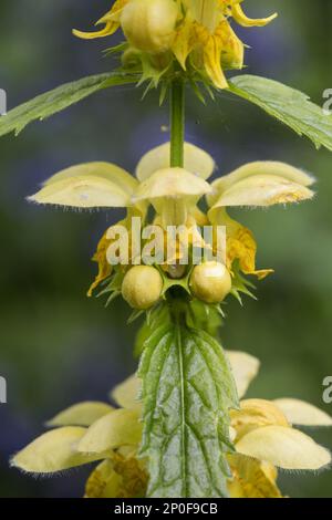 Yellow Archangel (Lamium galeobdolon) flower growing in ancient woodland, showing close-up of flower, Norfolk Stock Photo