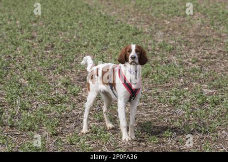 Irish red-white Setter, pedigree dogs, pointing dogs, hunting dogs, domestic dogs, pets, pets, mammals, animals, Irish Red and White Setter Stock Photo