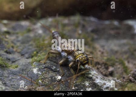 Plecoptera, Stonefly, Stoneflies, Other animals, Insects, Animals ...