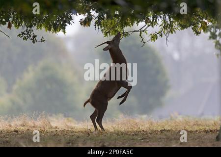 Red Deer (Cervus elaphus) yearling stag, standing on hind legs to feed on leaves, Bushy Park, Richmond Upon Thames, London, England, United Kingdom Stock Photo