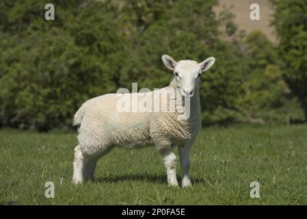 Young Cheviot lamb on spring pasture in Downland, Berkshire Stock Photo