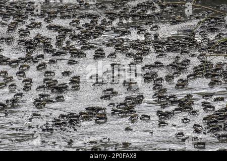 Mud Fiddler Crabs, Mud Crabs, Mud Fiddler Crabs, Other Animals, Crabs, Crustaceans, Animals, Atlantic mud Fiddler Crabs at Cape May, East Coast USA Stock Photo