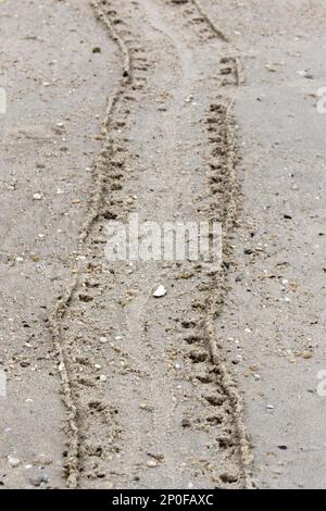 Animals, Other animals, Arrowhead crabs, Tracks in the sand from an Atlantic Horseshoe Crab, Limulus polyphemus Stock Photo