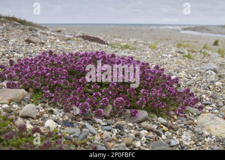 Early flowering thyme (Thymus praecox), Labiates, Wild Thyme flowering on a shingle beach. Gwynedd, Wales, United Kingdom Stock Photo