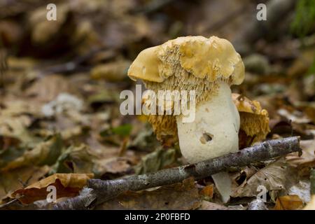 Fruiting bodies of the hedgehog mushroom (Hydnum repandum) in the forest. Powers, Wales, United Kingdom Stock Photo