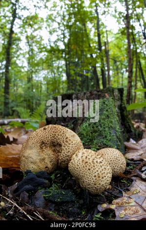 Fruiting bodies of common earthball (Scleroderma citrinum) fungus growing on moss-covered dead wood in Clumber Park, Nottinghamshire Stock Photo