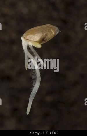 Germinating seed of winter wheat (Triticum aestivum), with radicle, root hairs and coleoptile growth developing Stock Photo
