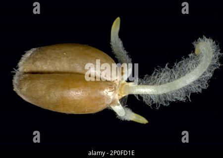 Germinating seed of winter wheat (Triticum aestivum), with radicle, root hairs and coleoptile growth developing Stock Photo