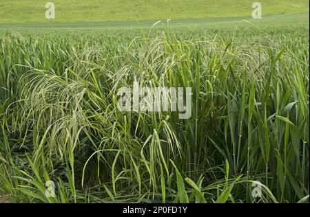 Sterile or barren brome (Bromus) sterilis, flower spikes of grass weeds in a winter wheat crop Stock Photo
