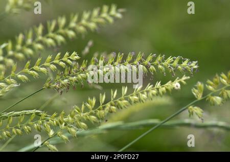 Crested dog's-tail (Cynosurus cristatus) grass, flowering with other grasses Stock Photo