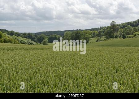Development of a winter wheat crop from seedling to harvest, summer. Berkshire Stock Photo