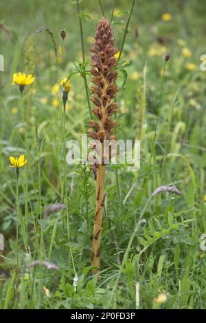 Knapweed broomrape (Orobanche) elatior, flower spike almost over in a disused chalk pit, Berkshire Stock Photo
