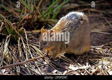 Quokka (Setonix brachyurus), adult, Australia Stock Photo