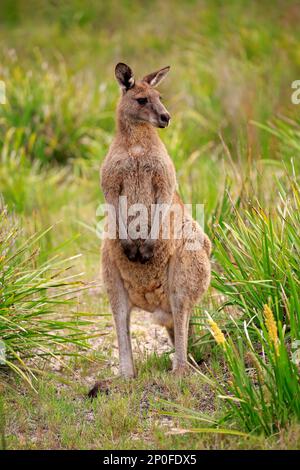 Eastern grey kangaroo (Macropus giganteus), adult alert, Merry Beach, Murramarang National Park, New South Wales, Australia Stock Photo