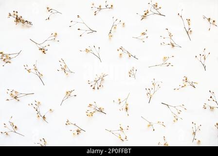 Dried plants autumn pattern isolated on white background. Herbarium - beautifully arranged wilted wildflowers, herbs Stock Photo