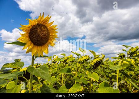 rural farm field with dry and ripe disk heads of common sunflower ready for harvest, and a late flower bloom in blue summer sky Stock Photo