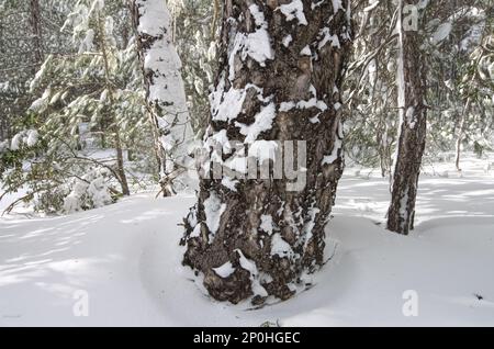trunk of pine tree snow covered in a pine forest of Etna National Park in Sicily, Italy Stock Photo