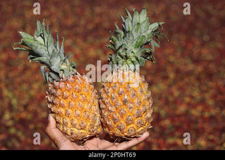 Fresh Pineapples held in hand after harvesting from fruit fields Stock Photo