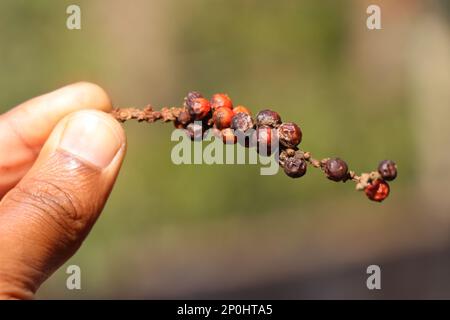 Fresh Peppercorn Berries with different ripening stages on a Pepper stem held in hand on natural background Stock Photo