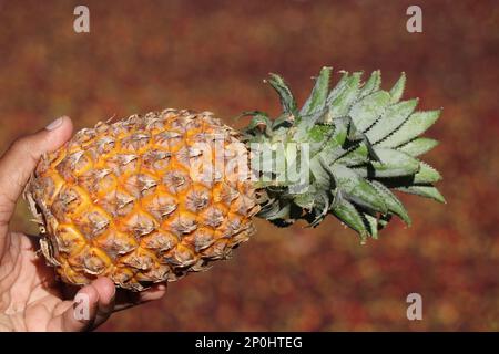 Ripe pineapple held in hand with its crown. Freshly harvested fruits Stock Photo