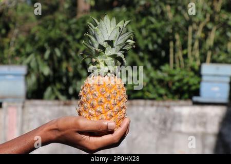 Pineapple also known by name ananas comosus held in hand. Healthy fruits with health benefits Stock Photo