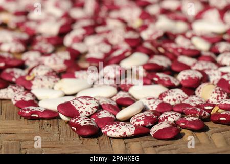 Double beans or lima beans kept for sundry. Organic agriculture products grown and stored on home gardens Stock Photo