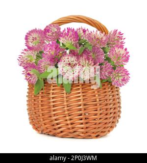 Beautiful blooming clover flowers in wicker basket isolated on white Stock Photo