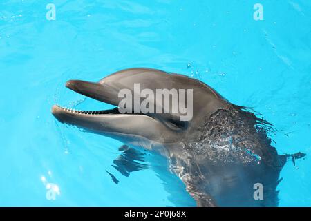 Dolphin swimming in pool at marine mammal park Stock Photo