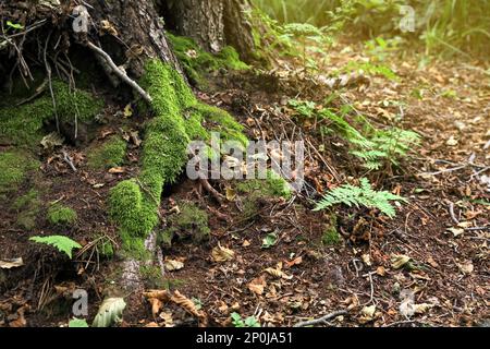 Green fern and moss growing near tree in forest Stock Photo