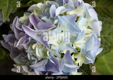 Beautiful hortensia plant with light blue flowers, closeup Stock Photo