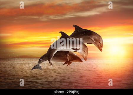 Beautiful bottlenose dolphins jumping out of sea at sunset Stock Photo