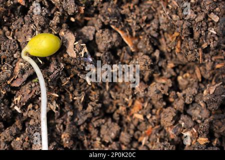 Sprout with fresh compost soil, space for text Stock Photo