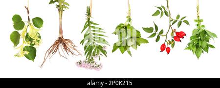 Fresh tea plants hung up to dry Stock Photo