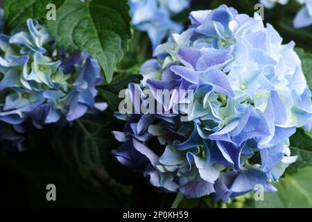 Beautiful hortensia plant with light blue flowers, closeup Stock Photo