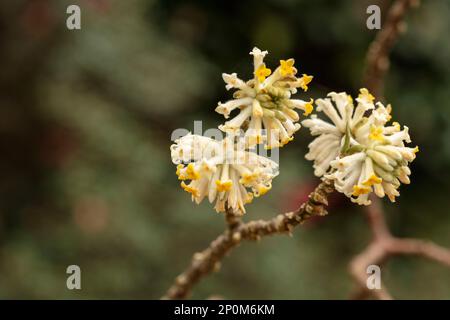 Strikingly beautiful and useful Edgeworthia Chrysantha, Oriental paperbush, mitsumata. Natural close up flower portrait Stock Photo