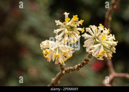 Strikingly beautiful and useful Edgeworthia Chrysantha, Oriental paperbush, mitsumata. Natural close up flower portrait Stock Photo