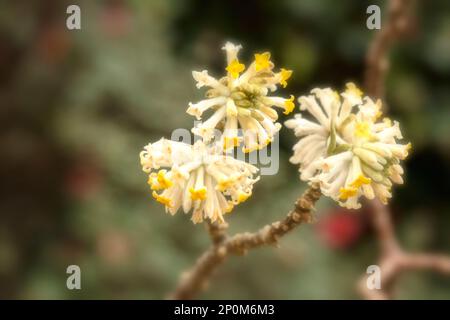 Strikingly beautiful and useful Edgeworthia Chrysantha, Oriental paperbush, mitsumata. Natural close up flower portrait Stock Photo