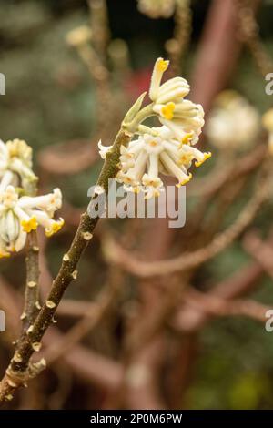 Strikingly beautiful and useful Edgeworthia Chrysantha, Oriental paperbush, mitsumata. Natural close up flower portrait Stock Photo