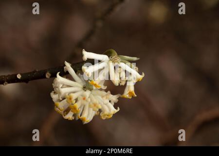 Strikingly beautiful and useful Edgeworthia Chrysantha, Oriental paperbush, mitsumata. Natural close up flower portrait Stock Photo