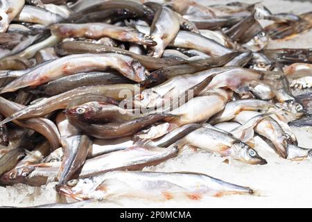 fresh capelin fish sprinkled with ice on the counter. sale Stock Photo