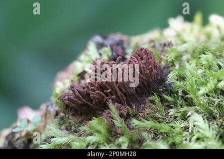 Stemonitis herbatica, a tube slime mold from Finland, no common English name Stock Photo