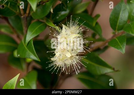 Delicate cream flowers of Australian Backhousia citriodora - Lemon myrtle. Bush medicine, food flavouring, cosmetics. Queensland rainforest native. Stock Photo