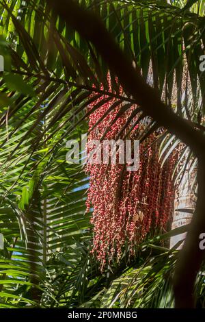 Close-up of bright red Seed head of Bangalow palm (Archontophoenix cunninghamiana),king palm, Illawara palm, piccabben.Rainforest, Qld, Australia. Stock Photo